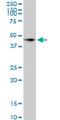 Signal Regulatory Protein Alpha antibody, MCA5404Z, Bio-Rad (formerly AbD Serotec) , Immunofluorescence image 