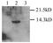 Dap12 antibody, GTX45098, GeneTex, Western Blot image 