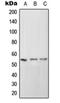 Intercellular Adhesion Molecule 2 antibody, orb214078, Biorbyt, Western Blot image 