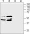 PGE receptor EP3 subtype antibody, PA5-77694, Invitrogen Antibodies, Western Blot image 