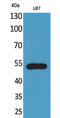 C-X3-C Motif Chemokine Receptor 1 antibody, STJ96477, St John