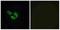 Olfactory Receptor Family 4 Subfamily E Member 2 antibody, A17549, Boster Biological Technology, Western Blot image 