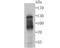Interferon alpha-1 antibody, NBP2-67339, Novus Biologicals, Western Blot image 