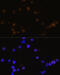 RB Transcriptional Corepressor 1 antibody, 13-001, ProSci, Immunofluorescence image 