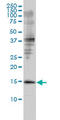 Glia Maturation Factor Beta antibody, LS-C197313, Lifespan Biosciences, Western Blot image 