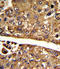 Malate Dehydrogenase 1 antibody, LS-C164105, Lifespan Biosciences, Immunohistochemistry frozen image 