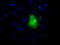 Lipase G, Endothelial Type antibody, TA501041, Origene, Immunofluorescence image 