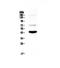 Paired Box 5 antibody, A00669-1, Boster Biological Technology, Western Blot image 