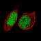 Forkhead Box P2 antibody, NBP2-61412, Novus Biologicals, Immunofluorescence image 