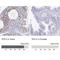 Testis Expressed 12 antibody, NBP2-32656, Novus Biologicals, Immunohistochemistry paraffin image 