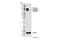 Synapsin I antibody, 88246S, Cell Signaling Technology, Western Blot image 