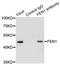 Flap Structure-Specific Endonuclease 1 antibody, LS-C331322, Lifespan Biosciences, Immunoprecipitation image 