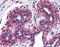 Tumor Protein P73 antibody, orb87971, Biorbyt, Immunohistochemistry paraffin image 
