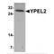 Yippee Like 2 antibody, MBS150308, MyBioSource, Western Blot image 