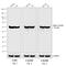 Rat IgG antibody, A18745, Invitrogen Antibodies, Western Blot image 