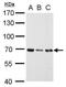 RecQ Like Helicase antibody, PA5-27099, Invitrogen Antibodies, Western Blot image 