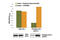 Eukaryotic Translation Initiation Factor 2 Subunit Alpha antibody, 7952C, Cell Signaling Technology, Enzyme Linked Immunosorbent Assay image 