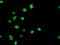 Glycine amidinotransferase, mitochondrial antibody, TA503207, Origene, Immunofluorescence image 