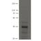 SLC9A3 Regulator 2 antibody, IQ577, Immuquest, Western Blot image 