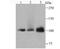 DNA Ligase 4 antibody, NBP2-75474, Novus Biologicals, Western Blot image 