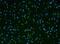 Ribosomal Protein L9 antibody, A14549-1, Boster Biological Technology, Immunofluorescence image 