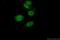 TAR DNA Binding Protein antibody, 12892-1-AP, Proteintech Group, Immunofluorescence image 