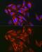 Kelch Like ECH Associated Protein 1 antibody, GTX54329, GeneTex, Immunocytochemistry image 