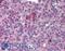 MYD88 Innate Immune Signal Transduction Adaptor antibody, LS-B1379, Lifespan Biosciences, Immunohistochemistry frozen image 