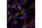 SEC24 Homolog C, COPII Coat Complex Component antibody, 14676S, Cell Signaling Technology, Immunocytochemistry image 