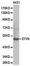 ETS Variant 6 antibody, PA5-76040, Invitrogen Antibodies, Western Blot image 