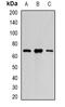 Paired Box 3 antibody, orb381939, Biorbyt, Western Blot image 