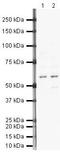 Serpin Family I Member 1 antibody, PA5-19610, Invitrogen Antibodies, Western Blot image 