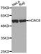 Histone Deacetylase 8 antibody, MBS127746, MyBioSource, Western Blot image 