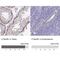 Chromosome 19 Open Reading Frame 81 antibody, NBP2-32518, Novus Biologicals, Immunohistochemistry paraffin image 