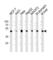 Enolase 1 antibody, abx034784, Abbexa, Western Blot image 