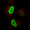 Anillin Actin Binding Protein antibody, AMAb90662, Atlas Antibodies, Immunocytochemistry image 