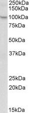 NLR Family Pyrin Domain Containing 12 antibody, LS-C205039, Lifespan Biosciences, Western Blot image 