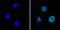 CD58 Molecule antibody, MA5800, Invitrogen Antibodies, Immunofluorescence image 