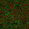 Epithelial Cell Adhesion Molecule antibody, NBP2-33078, Novus Biologicals, Immunocytochemistry image 