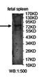FAD Dependent Oxidoreductase Domain Containing 2 antibody, orb78479, Biorbyt, Western Blot image 