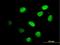IKAROS Family Zinc Finger 4 antibody, H00064375-B01P, Novus Biologicals, Immunocytochemistry image 