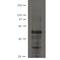 Ajuba LIM Protein antibody, MBS375105, MyBioSource, Western Blot image 