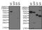 Goat IgG antibody, 31400, Invitrogen Antibodies, Western Blot image 