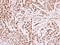 Minichromosome Maintenance Complex Component 4 antibody, NBP1-33105, Novus Biologicals, Immunohistochemistry frozen image 