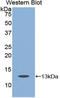 Caspase 6 antibody, LS-C299096, Lifespan Biosciences, Western Blot image 