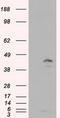 MCL1 Apoptosis Regulator, BCL2 Family Member antibody, LS-C115038, Lifespan Biosciences, Western Blot image 
