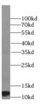 Histone Cluster 4 H4 antibody, FNab03878, FineTest, Western Blot image 