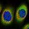 Tetratricopeptide Repeat Domain 1 antibody, NBP1-86921, Novus Biologicals, Immunofluorescence image 