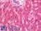 Ribosomal Protein L36a Like antibody, LS-B10640, Lifespan Biosciences, Immunohistochemistry paraffin image 