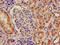 Interleukin Enhancer Binding Factor 2 antibody, CSB-PA00114A0Rb, Cusabio, Immunohistochemistry paraffin image 